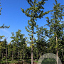 Ginkgo biloba 20-25 HO draadkluit