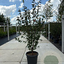 Prunus serrula 175-200 cm container meerstammig
