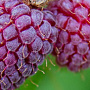 Rubus 'Loganberry' GMC1
