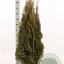 Thuja occ. 'Smaragd' 100-120 cm met kluit