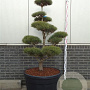 Pinus sylvestris 125-150 cm cont. 180L bonsai