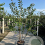 Prunus ser. 'Kanzan' 250-300 cm container meerstammig