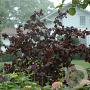 Corylus a. Purple Umbrella 120 cm stam cont. 130L