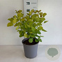 Cotinus cog. Golden Spirit 50-60 cm 6,5L