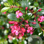 Escallonia 'Red Dream' 25-30 cm container C2,5