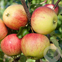 Malus d. 'Laxton's Superb' 8-10 HO wortelgoed