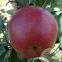 Malus d. 'Lentse Rode' 10-12 HO container
