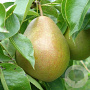 Pyrus c. 'Avezaath Kapel' 6-8 HO wortelgoed