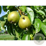 Pyrus c. 'Dirkjes' 6-8 HO wortelgoed