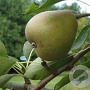 Pyrus c. 'Emile d'Heyst' 6-8 HO wortelgoed