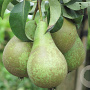 Pyrus c. 'Maagdenpeer' 6-8 HO wortelgoed