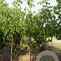 Juglans regia 'Proslavski' 12-14 HO container
