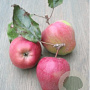 Malus domestica 'Schager roode' 8-10 HO wortelgoed