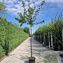 Prunus a. 'Hedelf. Riesenkirsche' 8-10 HO container