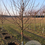Prunus d. 'Opal' 10-12 HA wortelgoed