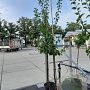 Prunus d. 'Reine Claude Verte' 8-10 HA container