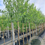 Prunus d. 'Robijn' 8-10 HO container