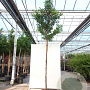 Prunus lusitanica 'Brenelia' 10-12 HO container 190STAM
