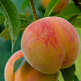 Prunus persica 'Saturn' 8-10 HO container