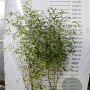 Fargesia angustissima 150-200 cm 15L