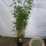 Fargesia robusta 'Pingwu' 200-250 cm 15L