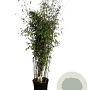 Fargesia 'Winter Joy' 200-250 cm 30L