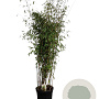 Fargesia 'Winter Joy' 200-250 cm 30L