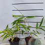 Indocalamus tessellatus 10-20 cm 2,0L