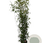 Phyllostachys aurea 125-150 cm 10L