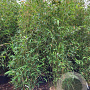 Phyllostachys aurea 200-250 cm 15L