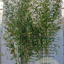 Phyllostachys aurea 250-300 cm 15L