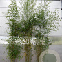 Phyllostachys aurea 300-350 cm 15L