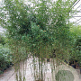 Phyllostachys aurea 300-350 cm 30L