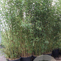 Phyllostachys aurea 350-400 cm cont. 70L