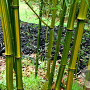 Phyllostachys aureosulcata 'Harbin Inversa' 400-450 cm cont. 160L