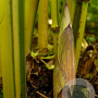 Phyllostachys aur. 'Argus' 400-500 cm 45L