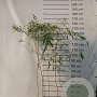 Phyllostachys aureos. 'Spectabilis' 100-125 cm 2,5L