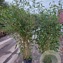 Phyllostachys aureos. 'Spectabilis' 125-150 cm 10L