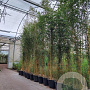 Phyllostachys aureos. 'Spectabilis' 400-450 cm cont. 70L