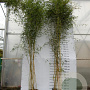Phyllostachys aureos. 'Spectabilis' 400-500 cm 30L