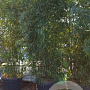 Phyllostachys bissetii 250-300 cm 30L