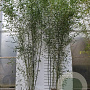 Phyllostachys bissetii 300-400 cm 15L