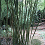 Phyllostachys parvifolia 150 cm 30L
