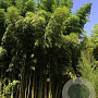 Phyllostachys vivax 'Mclure' 200-300 cm 30L