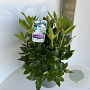 Rhododendron 'Cunningham's White' 40-50 cm 5,0L