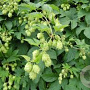 Humulus lupulus GM P9