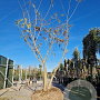 Albizia julibrissin 400-450 cm draadkluit meerstammig