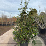 Camellia japonica 150-175 cm cont. 70L