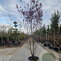 Prunus cer. 'Pissardii' 300-350 cm cont. 95L meerstammig