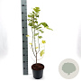 Liriodendron tulipifera 40-50 cm 3,0L